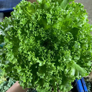 Crystal Lettuce Green (Lalique) min. 180g