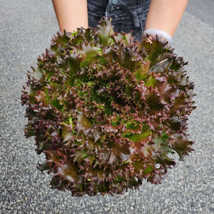 Crystal Lettuce Red (Scamander) 150g