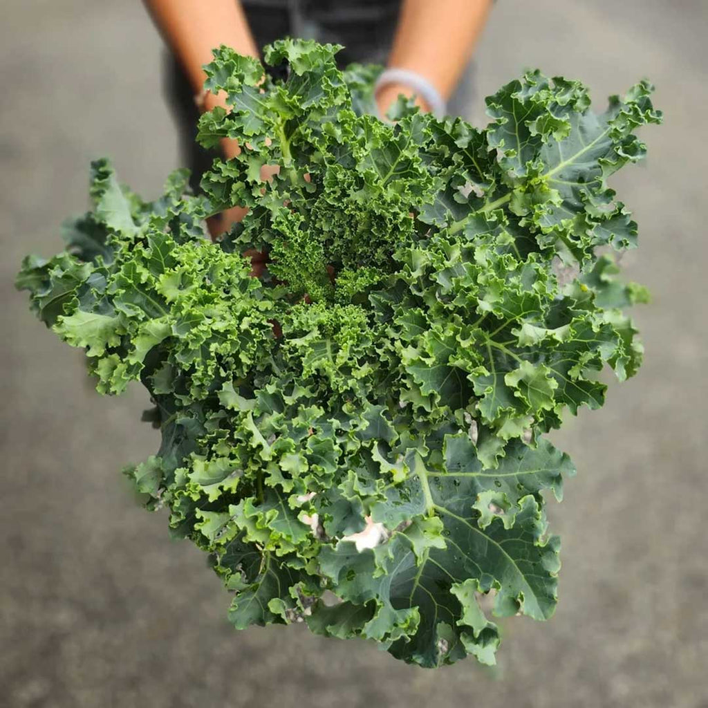 Curly Kale (200g)