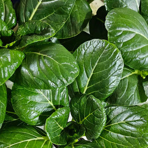 Green Komatsuna 200g