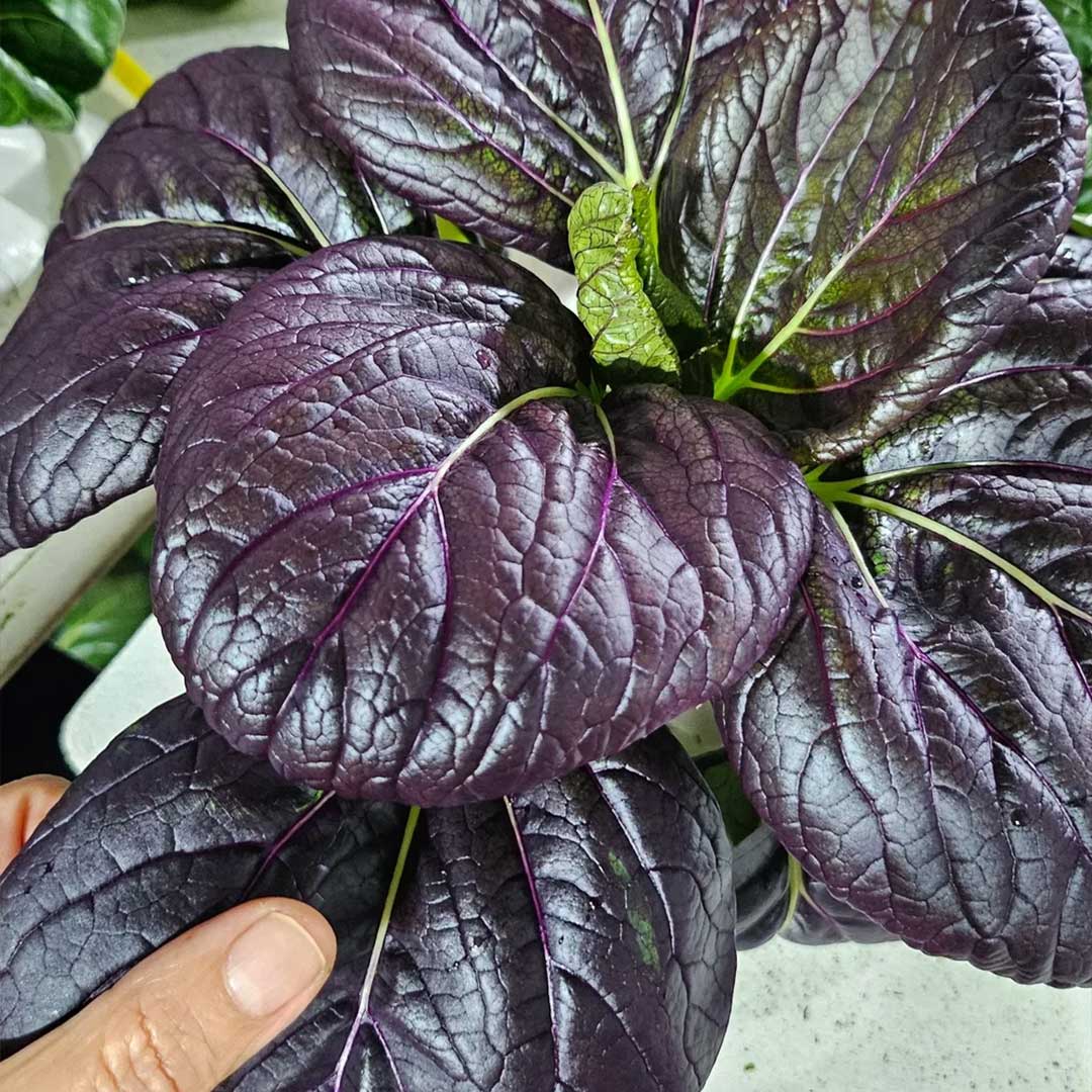 Purple King 200g (Pak choy)