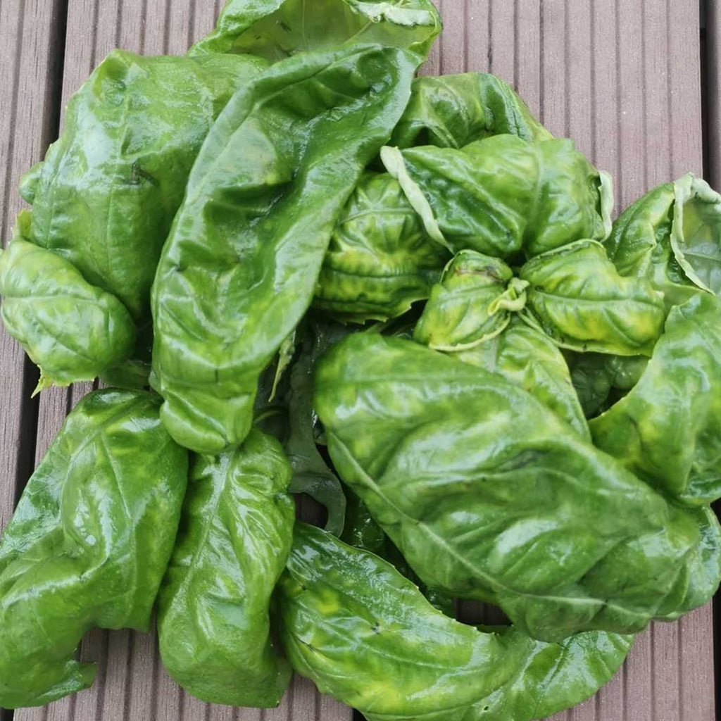 Super Basil 30g